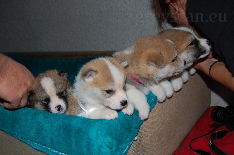 5 pusinku...všichni.jpg